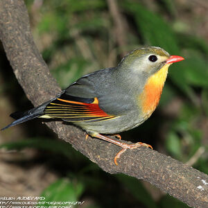 Red-billed Leiothrix 
&copy; Aur�lien Audevard