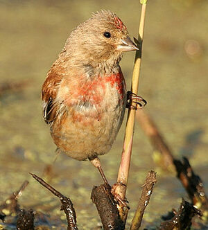 Linotte mélodieuse