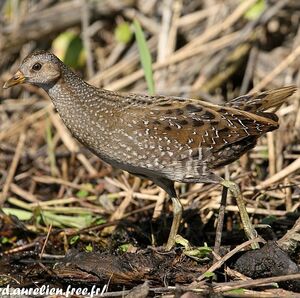 Marouette ponctu�e