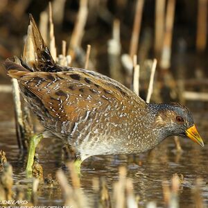 Spotted Crake