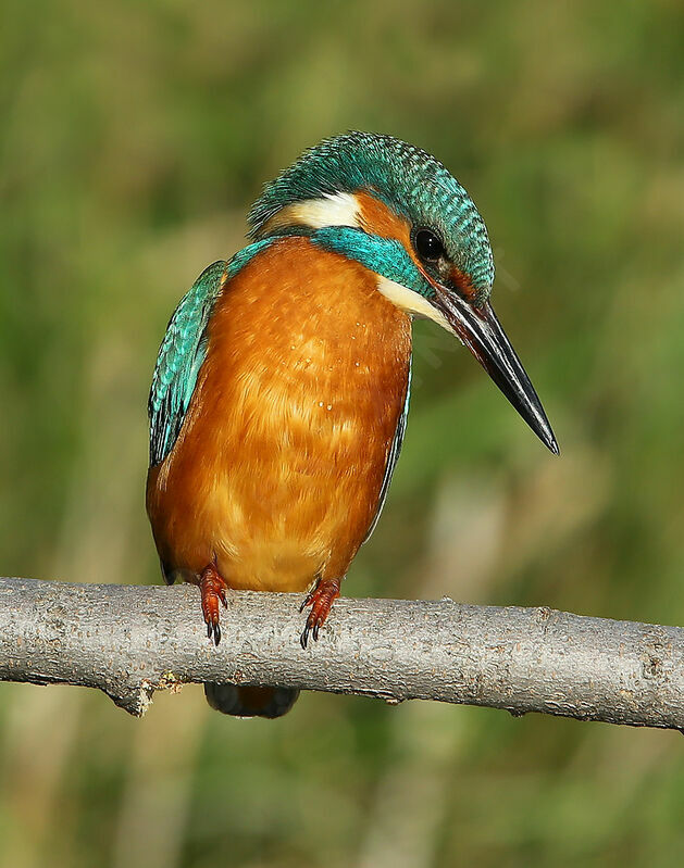 Common Kingfisher male Second year