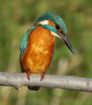Common Kingfisher