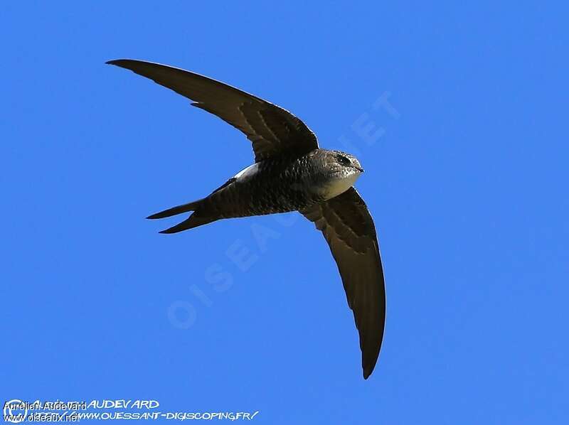 Pacific Swift, identification