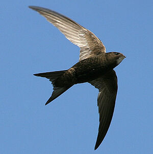 Common Swift 
&copy; Aur�lien Audevard