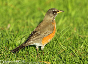 American Robin