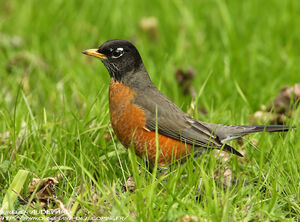 American Robin