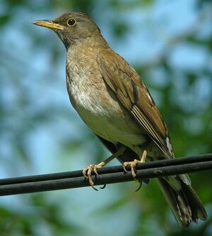 Pale Thrush