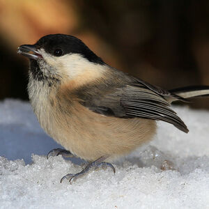 Willow Tit