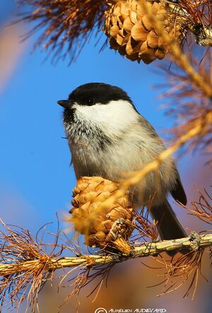 Willow Tit