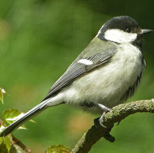 Great Tit 
&copy; Aur�lien Audevard
