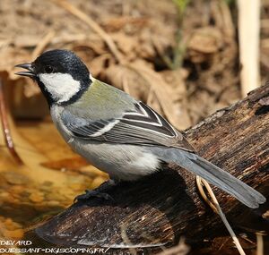 Great Tit 
&copy; Aur�lien Audevard