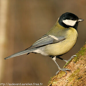 Great Tit 
&copy; Aur�lien Audevard