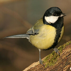 Great Tit 
&copy; Aur�lien Audevard