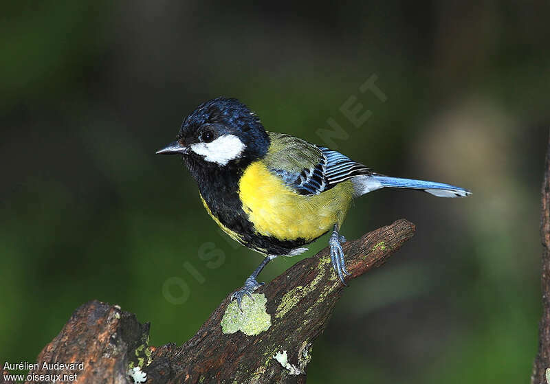 Green-backed Tit male adult, identification