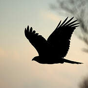 Black Kite (lineatus)
