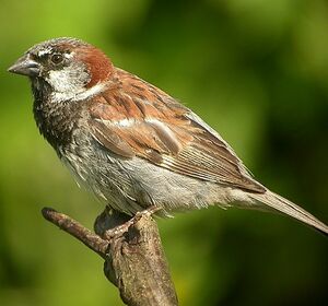 House Sparrow