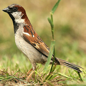 House Sparrow