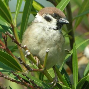 Moineau friquet