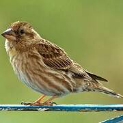 Rock Sparrow