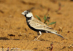 Black-crowned Sparrow-Lark