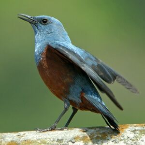 Monticole bleu 
&copy; Aur�lien Audevard