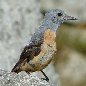 Rufous-tailed Rock Thrush