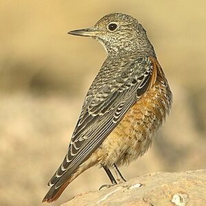 Rufous-tailed Rock Thrush