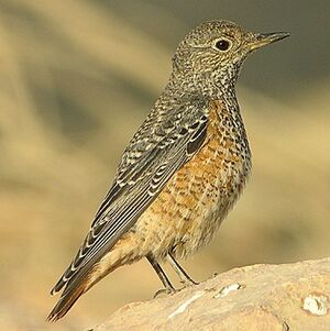 Rufous-tailed Rock Thrush