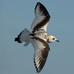 Mouette de Ross