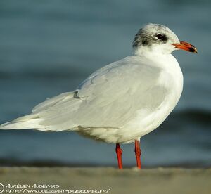 Mediterranean Gull
