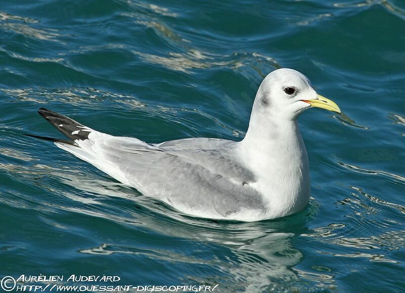Mouette tridactyle, identification