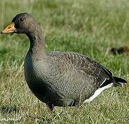 Greater White-fronted Goose (flavirostris)