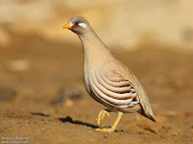 Sand Partridge male adult, identification