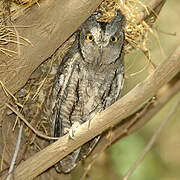 Eurasian Scops Owl