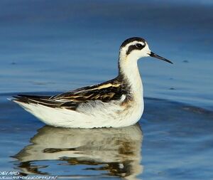 Phalarope à bec étroit
