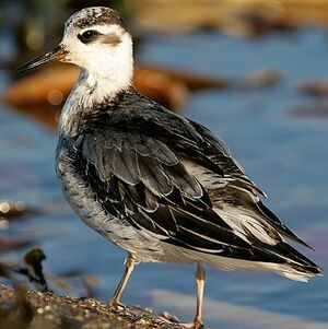 Phalarope à bec large