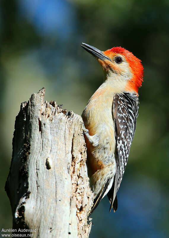 Red-bellied Woodpecker male adult breeding, identification