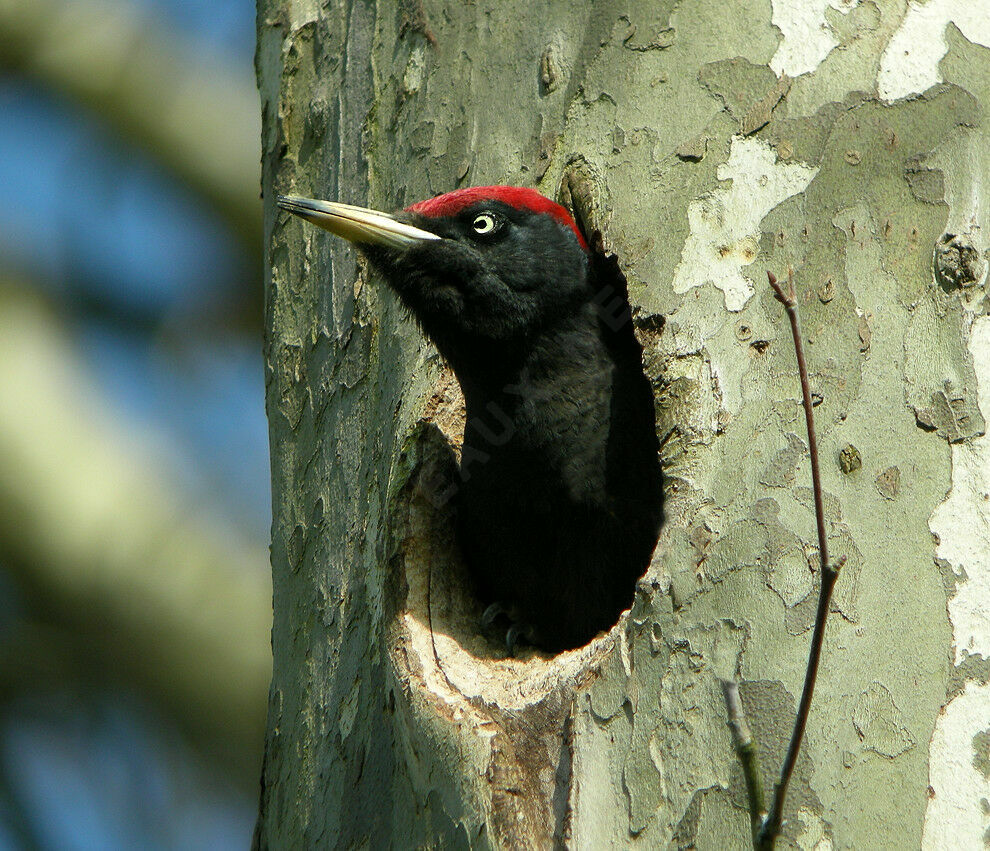 Black Woodpecker male adult breeding, identification, Reproduction-nesting