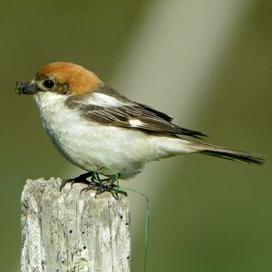 Pie-grièche à tête rousse