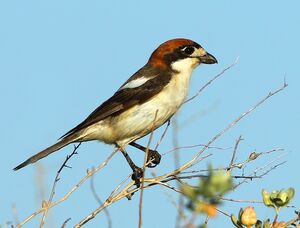 Pie-grièche à tête rousse