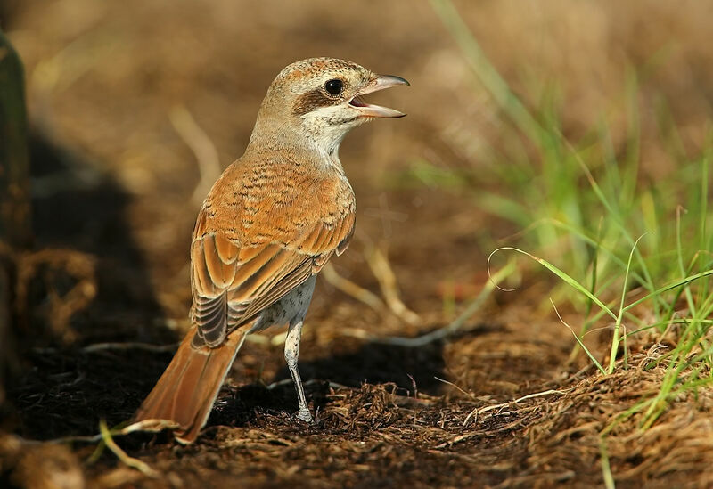 Red-backed ShrikeFirst year