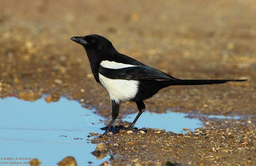 Eurasian Magpieadult breeding