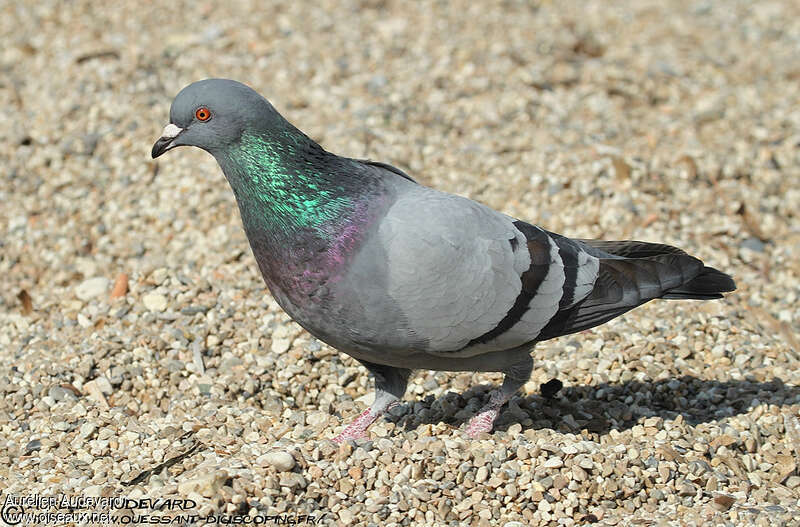 Pigeon bisetadulte nuptial, identification