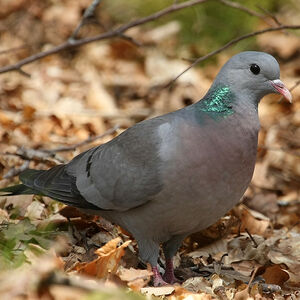Pigeon colombin 
&copy; Aur�lien Audevard