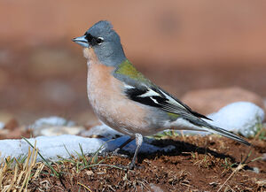 Common Chaffinch