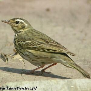 Olive-backed Pipit