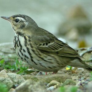 Olive-backed Pipit