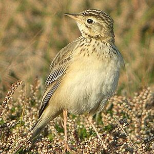 Blyth's Pipit