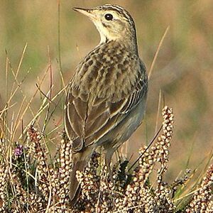 Blyth's Pipit