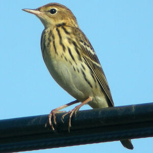 Pechora Pipit
